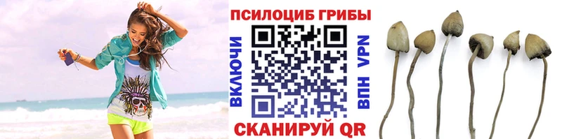 закладки  Чишмы  Псилоцибиновые грибы прущие грибы 